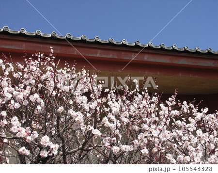 寺本堂の脇の白梅の花 寺本堂の脇の白梅の花 105543328