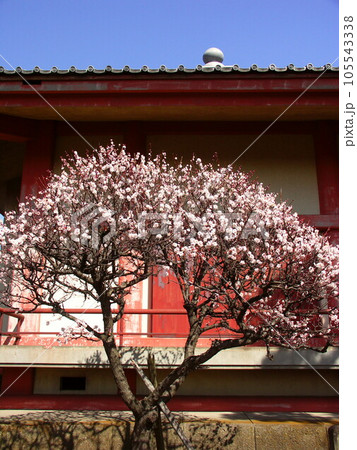 寺本堂の脇の白梅の花 寺本堂の脇の白梅の花 105543338