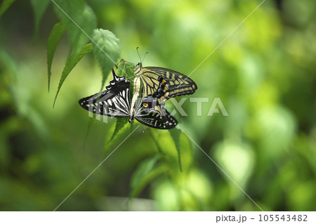 ナミアゲハ 105543482