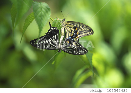 ナミアゲハ 105543483
