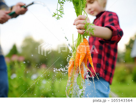 Little boy with dad washing a bunch of fresh homegrown carrot under streaming water in backyard on summer day. Child helps harvesting of vegetables. Healthy organic vegetarian food for kids. Little boy with dad washing a bunch of fresh homegrown carrot under streaming water in backyard on summer day. Child helps harvesting of vegetables. Healthy organic vegetarian food for kids. 105543564