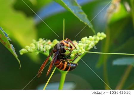 ヒメスズメバチ ヒメスズメバチ 105543616