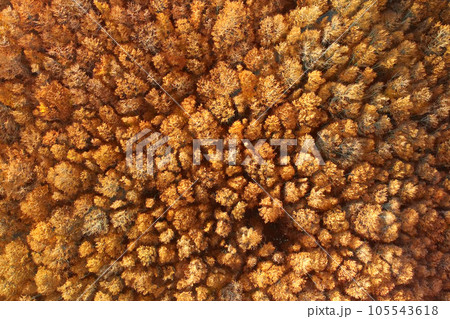 Drone aerial view of amazing forest in the mountains in autumn. Overhead view on golden trees. 105543618