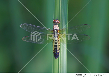 ハラビロトンボ 105543738