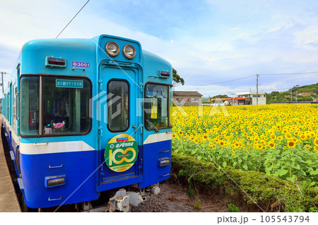 列車とひまわり畑 105543794