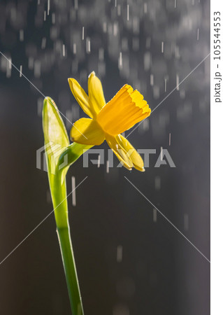 Yellow daffodils on a blurry background. Beautiful flowers. 105544553