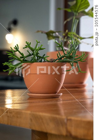 Two terracotta pots with flowers on the background of the home interior. 105544576