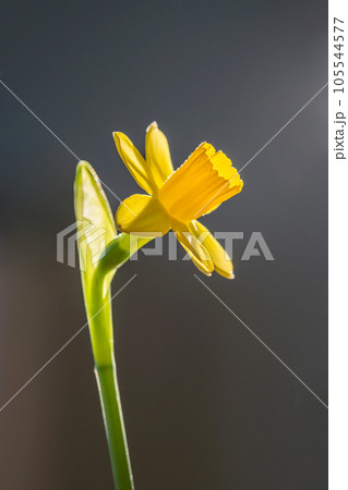 Yellow daffodils on a blurry background. Beautiful flowers. 105544577