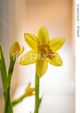 Yellow daffodils on a blurry background. Beautiful flowers. 105544615