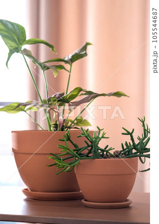 Two terracotta pots with flowers on the background of the home interior. Two terracotta pots with flowers on the background of the home interior. 105544687