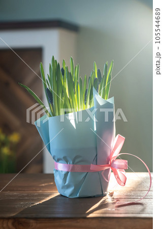 Purple flowers in a pot on the background of a home interior. 105544689