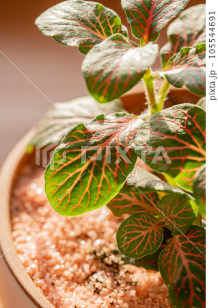 Plant in pott close-up. Beautiful green leaves. 105544691