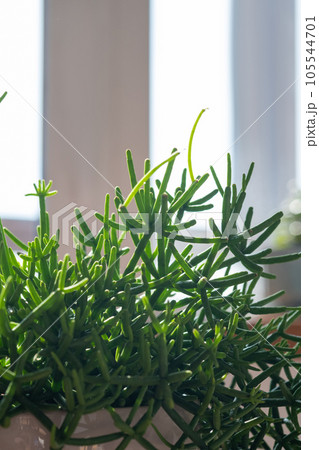 The leaf of the house plant is close. 105544701