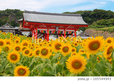 ひまわり畑と満願寺仁王門 105544943