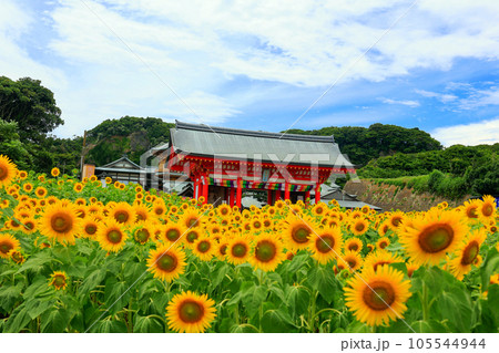 ヒマワリ畑と満願寺 105544944