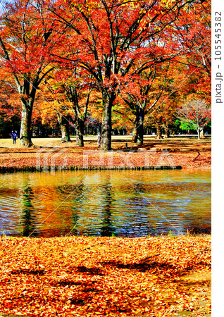 東京 代々木公園の紅に染まる紅葉 もみじ 東京 代々木公園の紅に染まる紅葉 もみじ 105545382