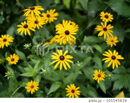 ルドベキア ルドベキア 105545639