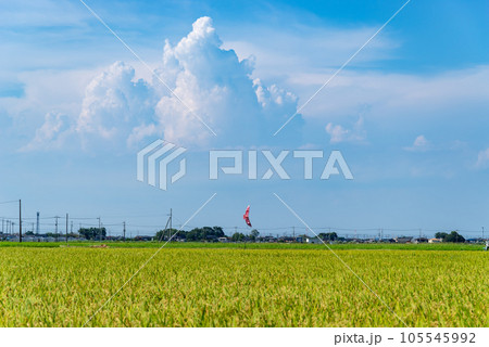 夏の青空の下 早場米の稲穂と入道雲 d-1 夏の青空の下 早場米の稲穂と入道雲 d-1 105545992