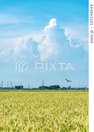 夏の青空の下 早場米の稲穂と入道雲　e-3 タテ ライトカラー 105546049