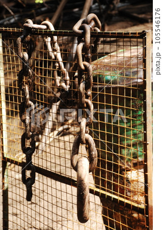 Closeup of a Metal Chain Closeup of a Metal Chain 105546176