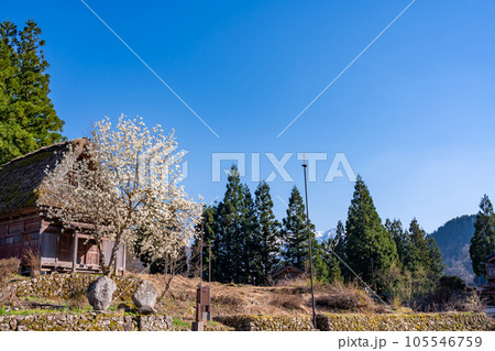 富山県五箇山 春の相倉合掌造り集落と白いこぶしの花 富山県五箇山 春の相倉合掌造り集落と白いこぶしの花 105546759