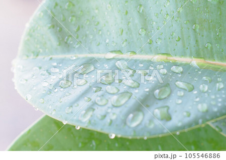 雨に濡れた蓮の葉 105546886