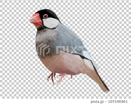 Java sparrow (one bird) Java sparrow (one bird) 105546961