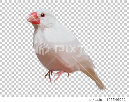 White sparrow (one bird) White sparrow (one bird) 105546962