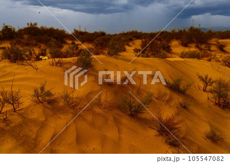 砂漠 植物 工場 105547082