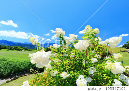 【香川県】夏の国営讃岐まんのう公園(お花畑と芝生広場) 【香川県】夏の国営讃岐まんのう公園(お花畑と芝生広場) 105547102