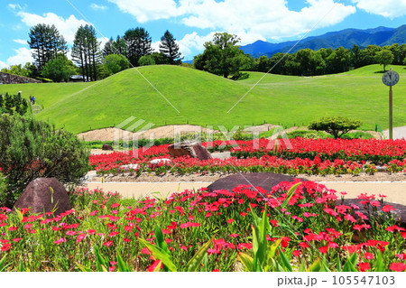 【香川県】夏の国営讃岐まんのう公園(お花畑と芝生広場) 【香川県】夏の国営讃岐まんのう公園(お花畑と芝生広場) 105547103