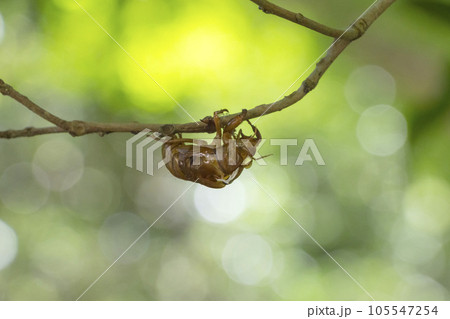 木の葉にぶら下がったセミの抜け殻 105547254