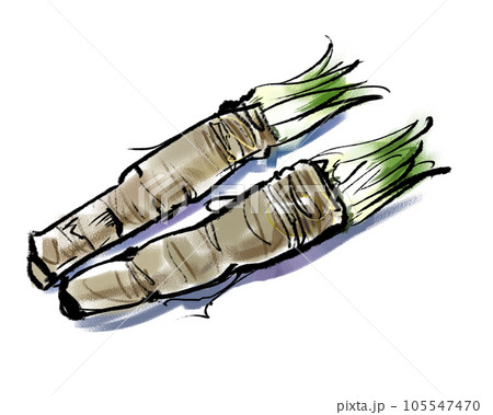 山わさび-ホースラディッシュ 105547470