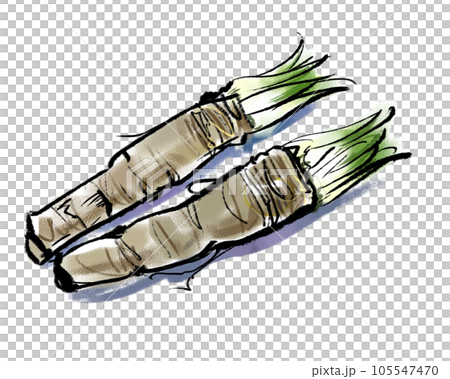 山わさび-ホースラディッシュ 105547470