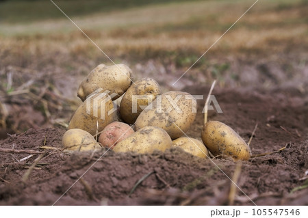 Digging organic multicolored potatoes in farm field Digging organic multicolored potatoes in farm field 105547546