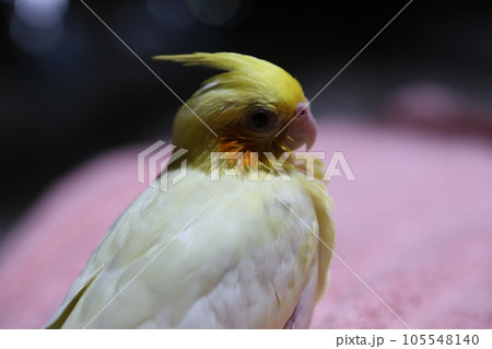 オカメインコ オカメ インコ 105548140