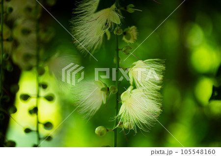 落花前のサガリバナ 落花前のサガリバナ 105548160