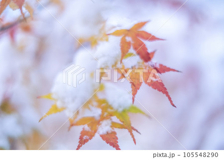 雪の中の赤いモミジ 105548290