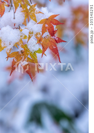 雪の中の赤いモミジ 105548291
