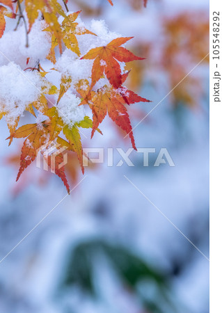 雪の中の赤いモミジ 雪の中の赤いモミジ 105548292