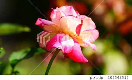 旧古河庭園にピンク色の薔薇の花が咲いています 旧古河庭園にピンク色の薔薇の花が咲いています 105548515