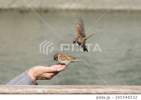 人の手のひらでエサをついばむスズメ 105548532