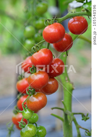 家庭菜園で実ったミニトマト 105548596
