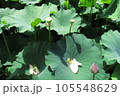 蓮の花托 105548629