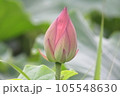 開きかけの蓮の花 105548630