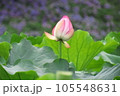 蓮の花とつぼみ 105548631
