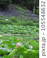 蓮の花 105548632