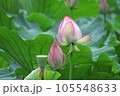葉の間から覗く蓮の花 105548633