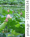 蓮の花のある風景 105548634