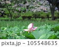 蓮の花 105548635